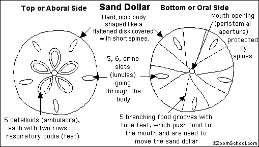 sand dollar twin