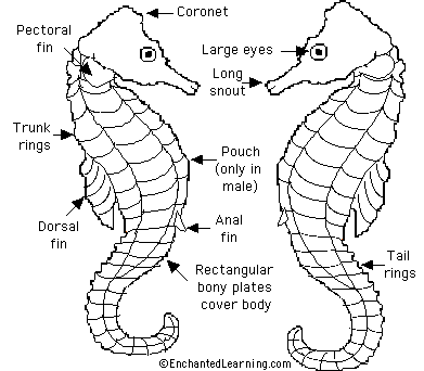 Horse Coloring Sheets on Seahorses Are A Type Of Small Fish That Have Armored Plates All Over