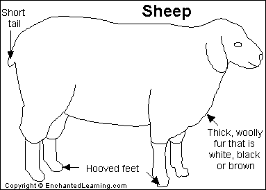 anatomy of sheep
