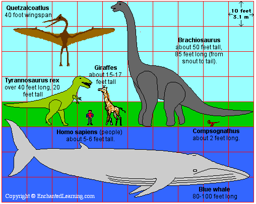 Whales Size