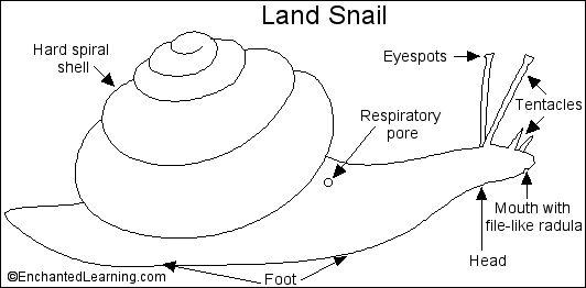 Label The Snail