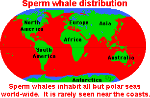 Where do sperm whales live