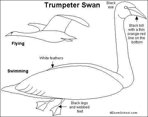 Trumpeter Swans are loud, migratory birds that live in North America.