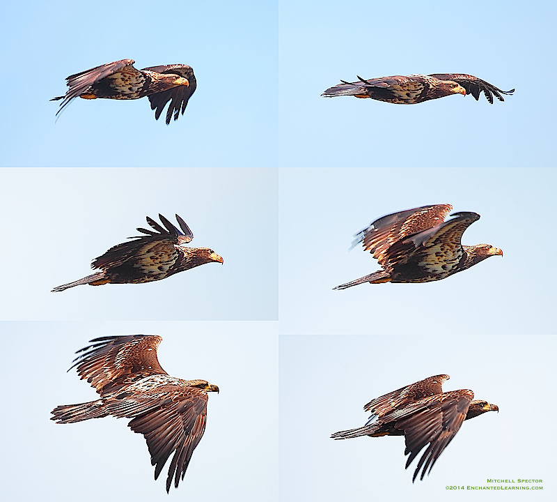 Juvenile Bald Eagle Flight Montage