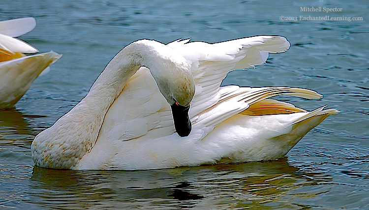 Whistling Swan Looking at its Reflection in Lake Washington
