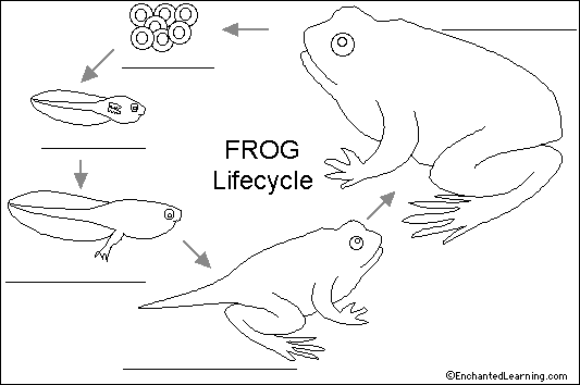 animal below, label definitions Read cycle the the diagram  diagram. frog worksheets then life