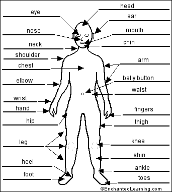 human body diagram. ody to label