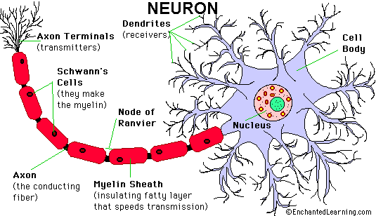 Diagram of neuron showing dendrites, cell body, nucleus, axon terminals