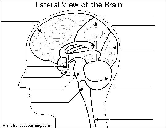 Label Brain Diagram Printout - EnchantedLearning.com