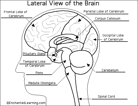 human anatomy diagram. the brain anatomy diagram.