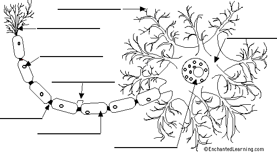 neuron anatomy diagram to label