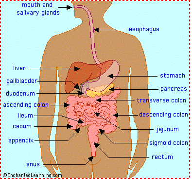 Write The Parts Of The Alimentary Canal In Order