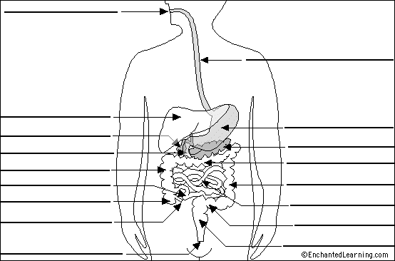the digestive system diagram labeled. Digestive System to label