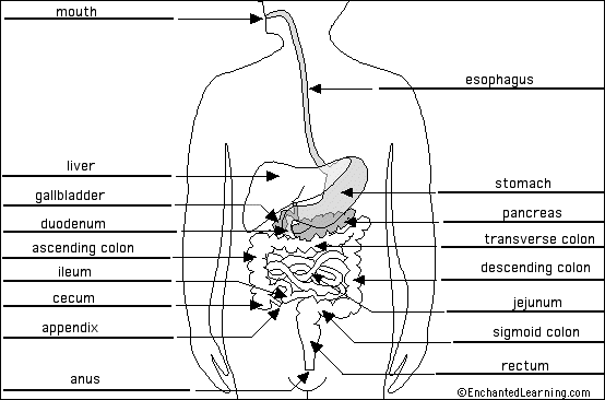 human digestive system diagram and. Digestive System to label