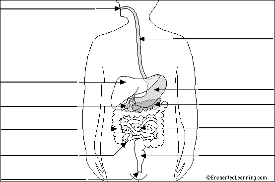 Label Digestive System Diagram Printout (simple version