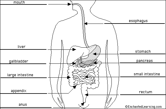 digestive system diagram labeled. Digestive System to label