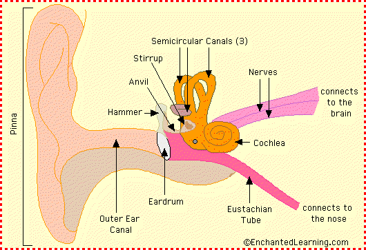 Ear Anatomy Diagram - EnchantedLearning.com