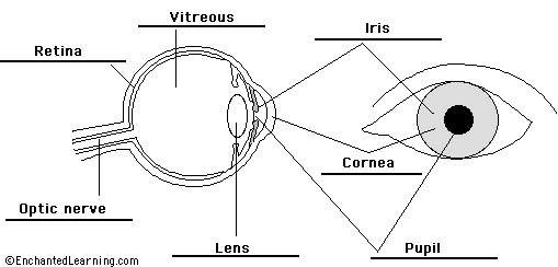 eye to label