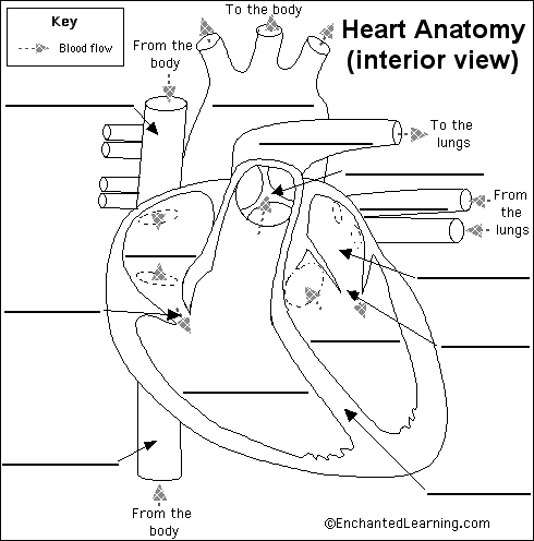 Label Heart Anatomy Diagram Printout - EnchantedLearning.com
