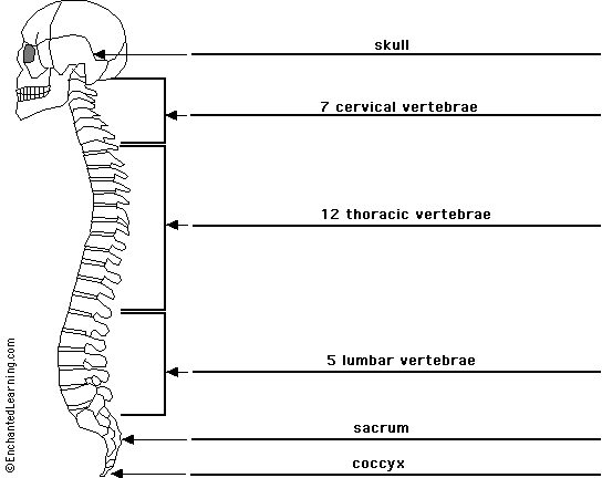 spine to label