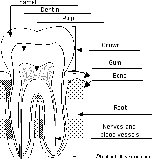 tooth to label