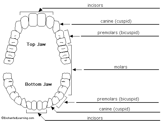 Read the definitions below, then label the permanent teeth. Read the definitions below, then label the permanent teeth.