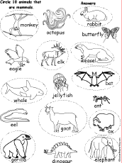 Circle Mammals