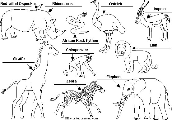 African animals to label