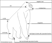 gorilla thumbnail