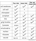 Plant and Animal Cells Graphic Organizer
