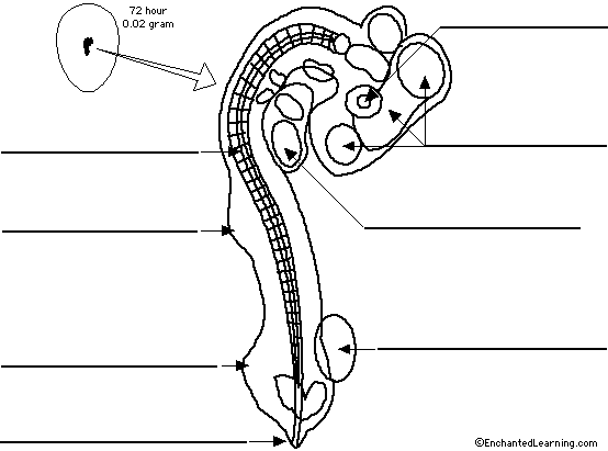 chick embryo labeled