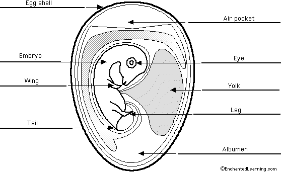 animal cell without labels