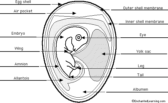 link Animal+cell+labeled