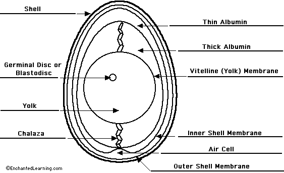 Label chicken egg - answers