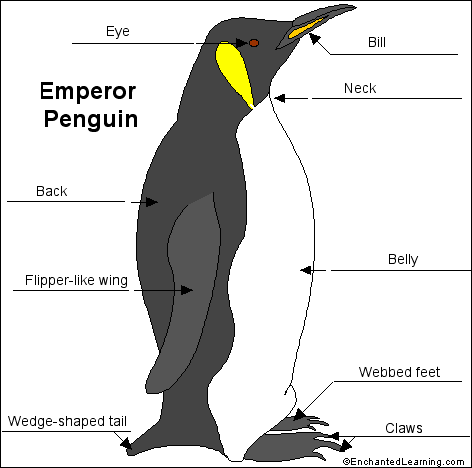 The image “http://www.enchantedlearning.com/subjects/birds/label/empenguin/answers.GIF” cannot be displayed, because it contains errors.