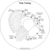 turkey anatomy similitude