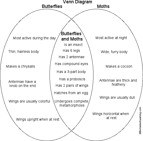 Butterflies and moths