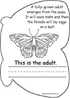 Adult Butterfly