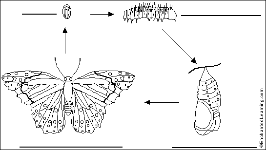 metamorphosis of a butterfly. Label Butterfly Life Cycle