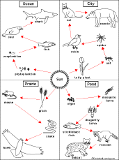 food chain