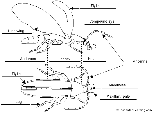 beetle to label