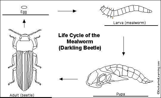 beetle to label