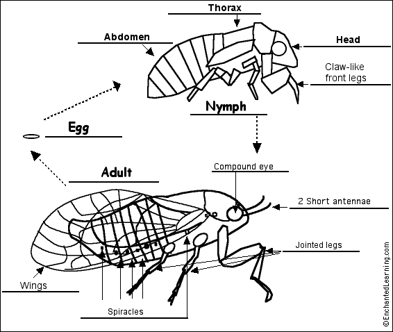 cicada to label