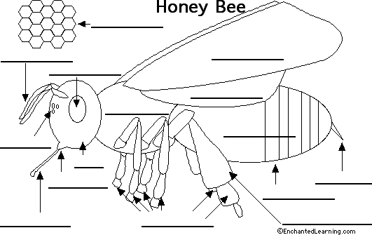 Label the Bee Printout - EnchantedLearning.com