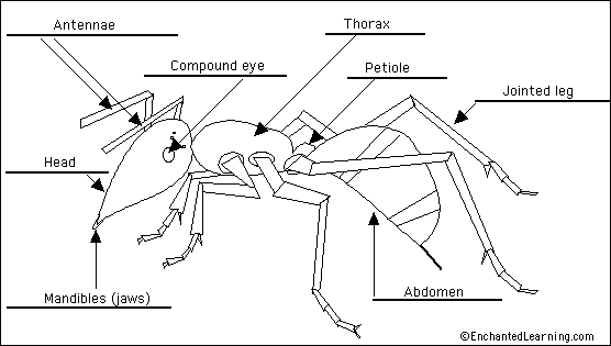 ant nest diagram