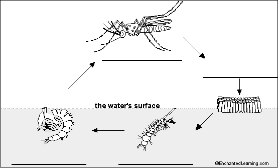 Mosquito life cycle diagram to label