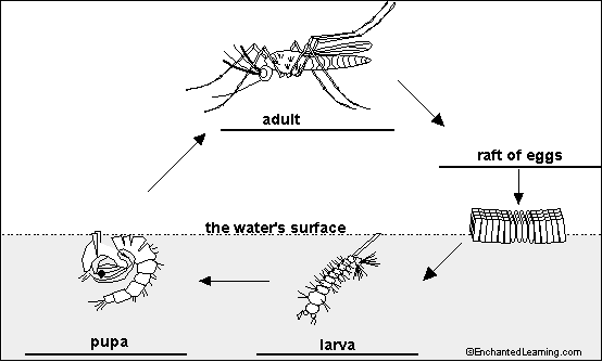 Mosquito life cycle diagram to label