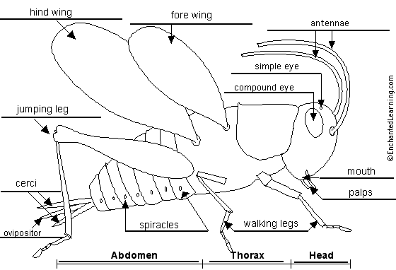 cricket insect pics. cricket to label