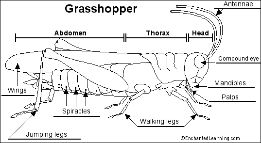 grasshopper to label