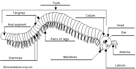 Millipede anatomy diagram to label